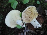 Lactarius subvellereus image