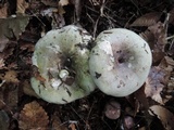 Russula variata image