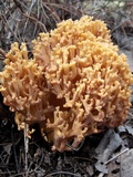 Ramaria flava image