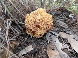 Ramaria flava image