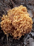 Ramaria flava image