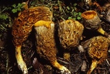 Gymnopaxillus morchelliformis image