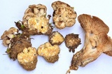 Clitocybe sclerotoidea image