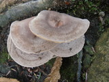 Lactarius mammosus image