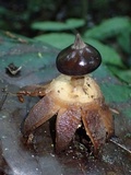 Geastrum pectinatum image