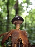 Geastrum pectinatum image