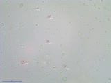 Amanita eliae image