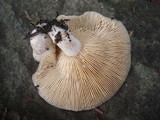 Lactarius mammosus image