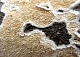Irpex lacteus image