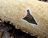 Irpex lacteus image