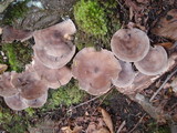 Lactarius mammosus image