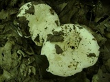 Lactarius subvellereus image