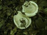 Lactarius subvellereus image