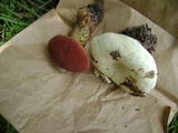 Lactarius subvellereus image
