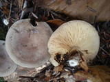 Lactarius mammosus image