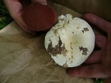 Lactarius subvellereus image