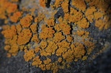 Caloplaca bolacina image