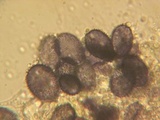 Aleurodiscus grantii image
