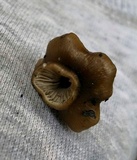 Entoloma vernum image