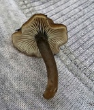 Entoloma vernum image