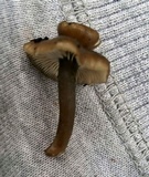 Entoloma vernum image
