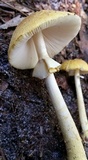 Amanita levistriata image