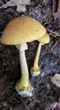 Amanita levistriata image