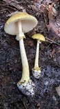 Amanita levistriata image