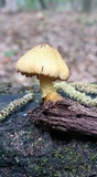 Pluteus mammillatus image