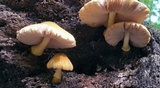 Pluteus mammillatus image