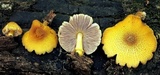 Pluteus mammillatus image