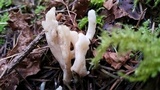 Clavulina coralloides image