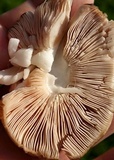 Pluteus primus image