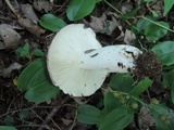 Russula cyanoxantha image