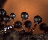 Trichia botrytis var. botrytis image