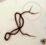 Trichia botrytis var. botrytis image