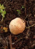 Agaricus micromegethus image