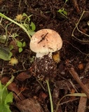 Agaricus micromegethus image