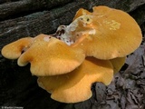 Piptoporus quercinus image