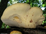 Piptoporus quercinus image
