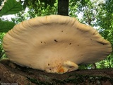 Piptoporus quercinus image