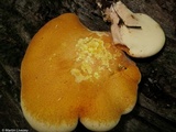 Piptoporus quercinus image
