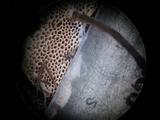 Trametopsis cervina image