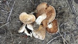 Hebeloma arenosum image