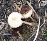 Psathyrella ammophila image