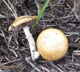 Stropharia coronilla image