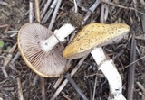 Stropharia coronilla image