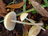 Entoloma sericellum image