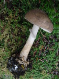 Amanita porphyria image