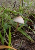Psilocybe coprophila image